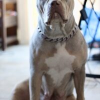 Avenge Kennels Stormi of Thrace Bullies