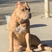 HAZEL the bully