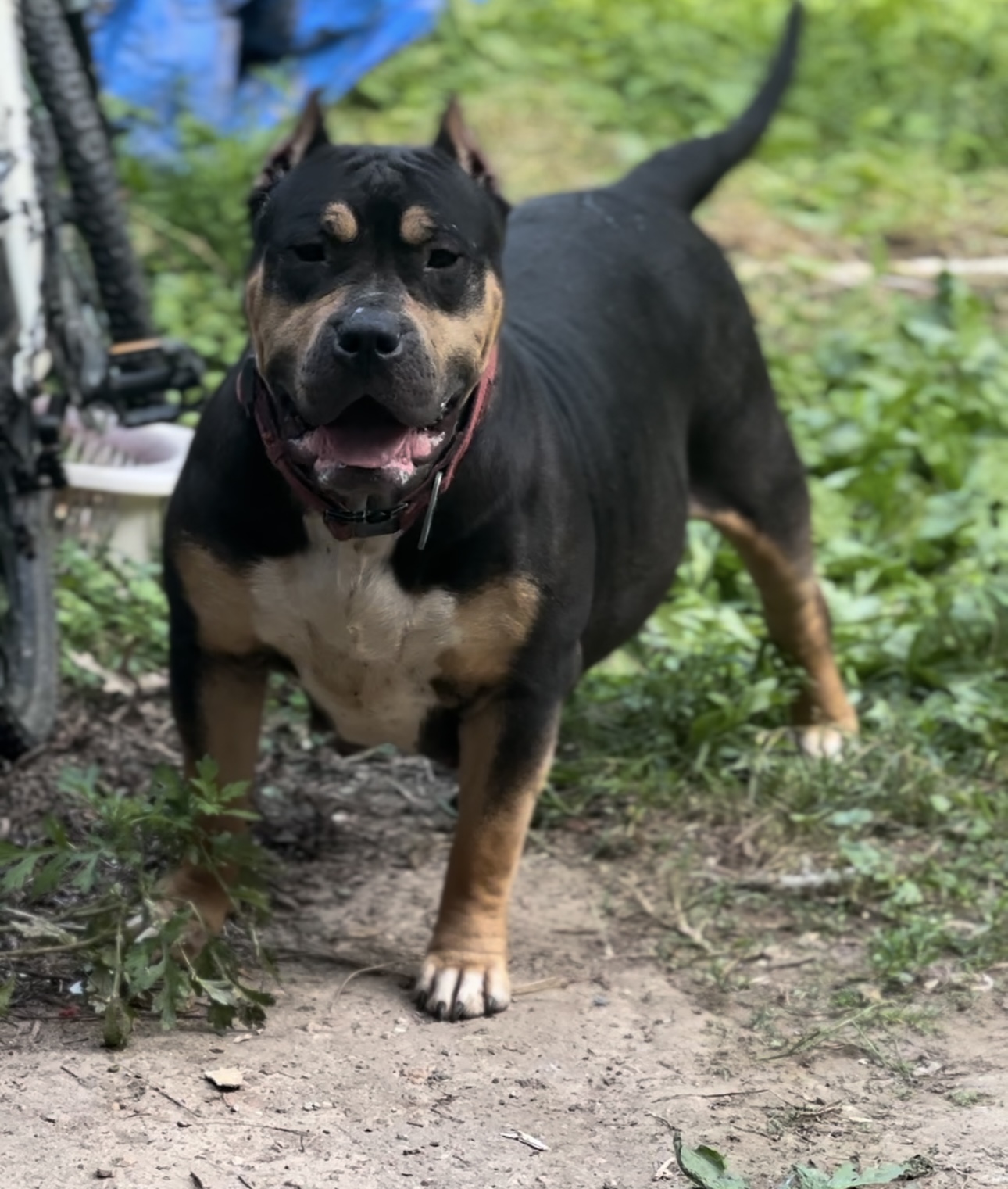 Dog Featured Image