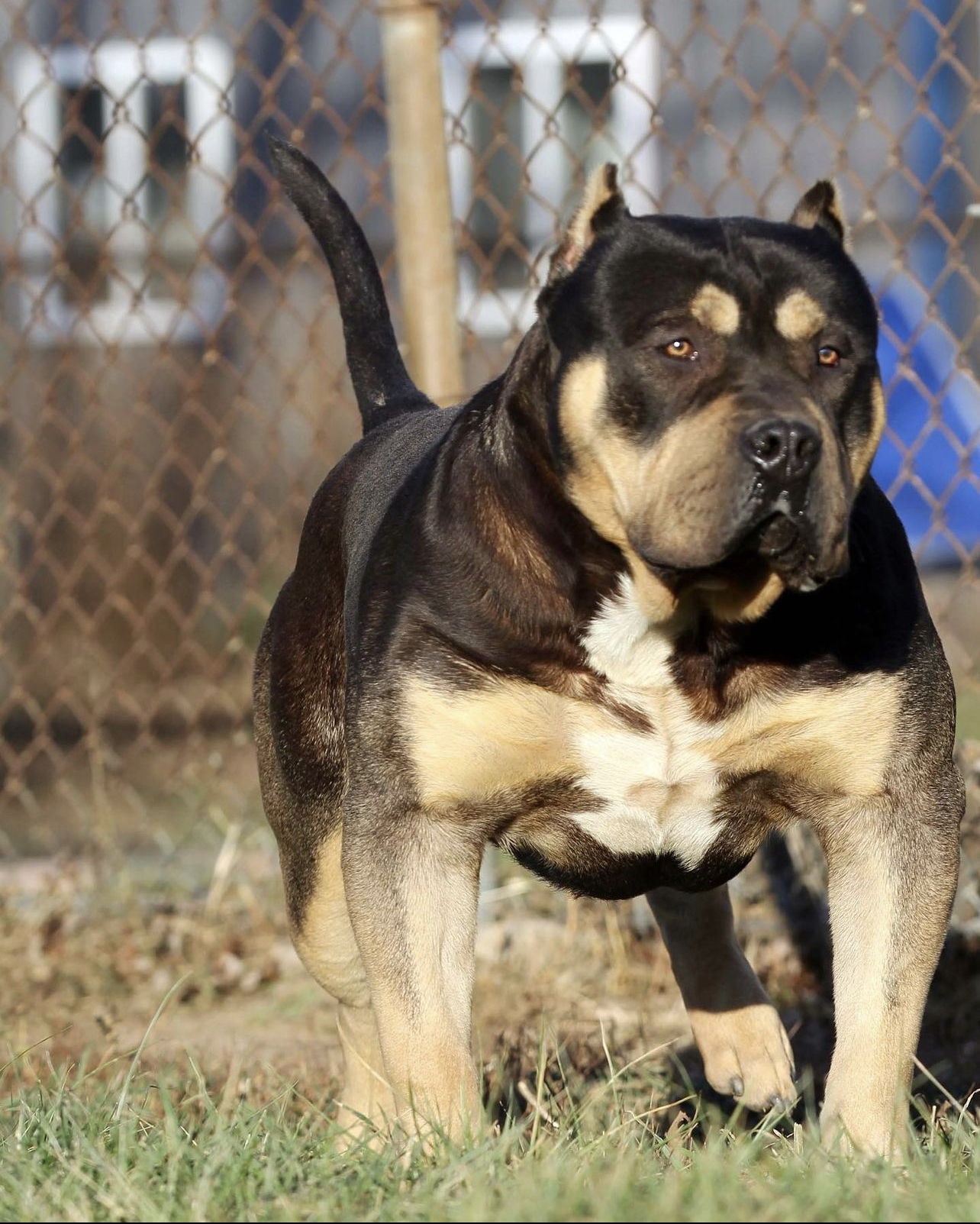 Dog Featured Image