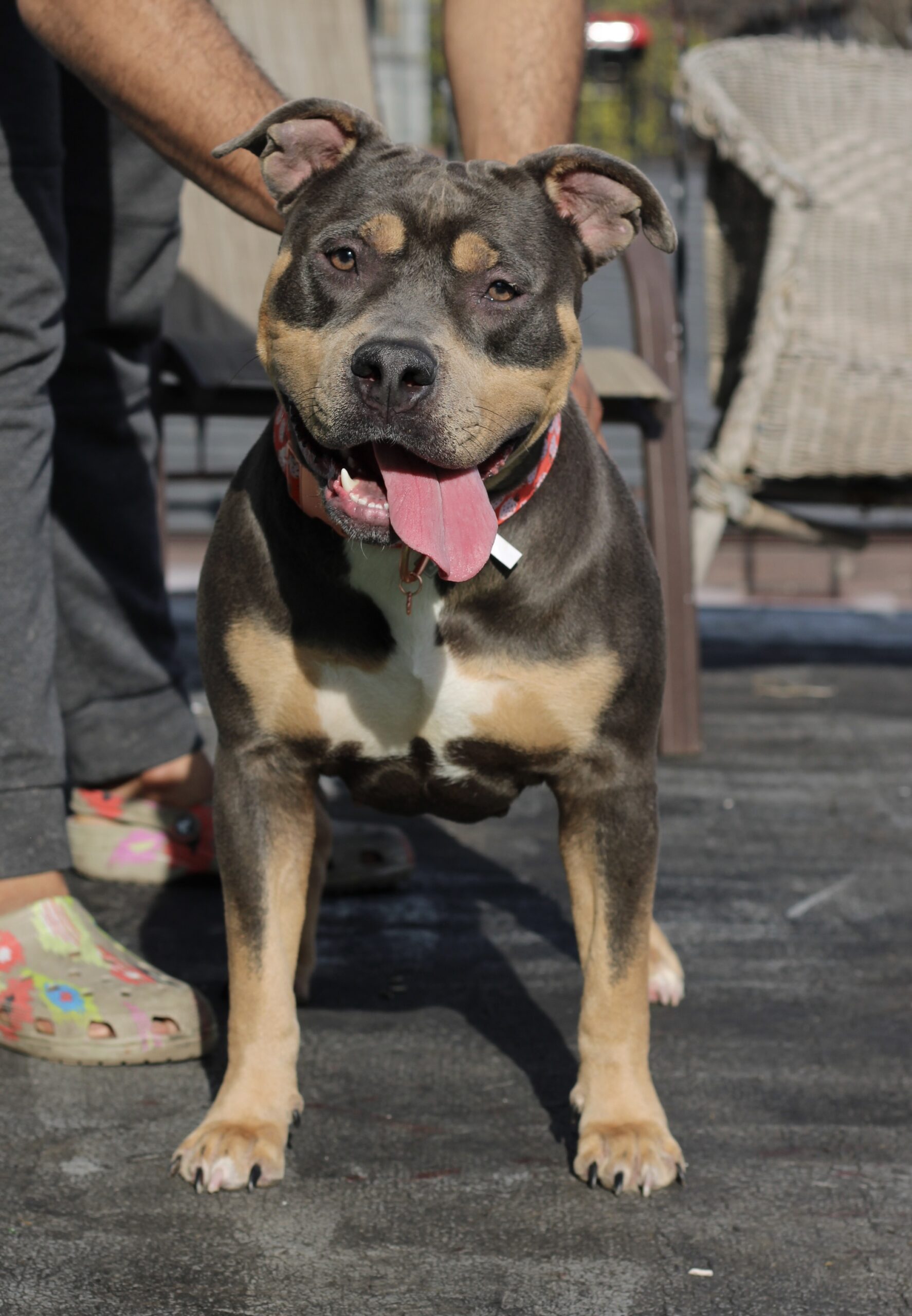Dog Featured Image