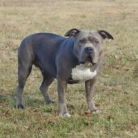CK BLU FRANCINE