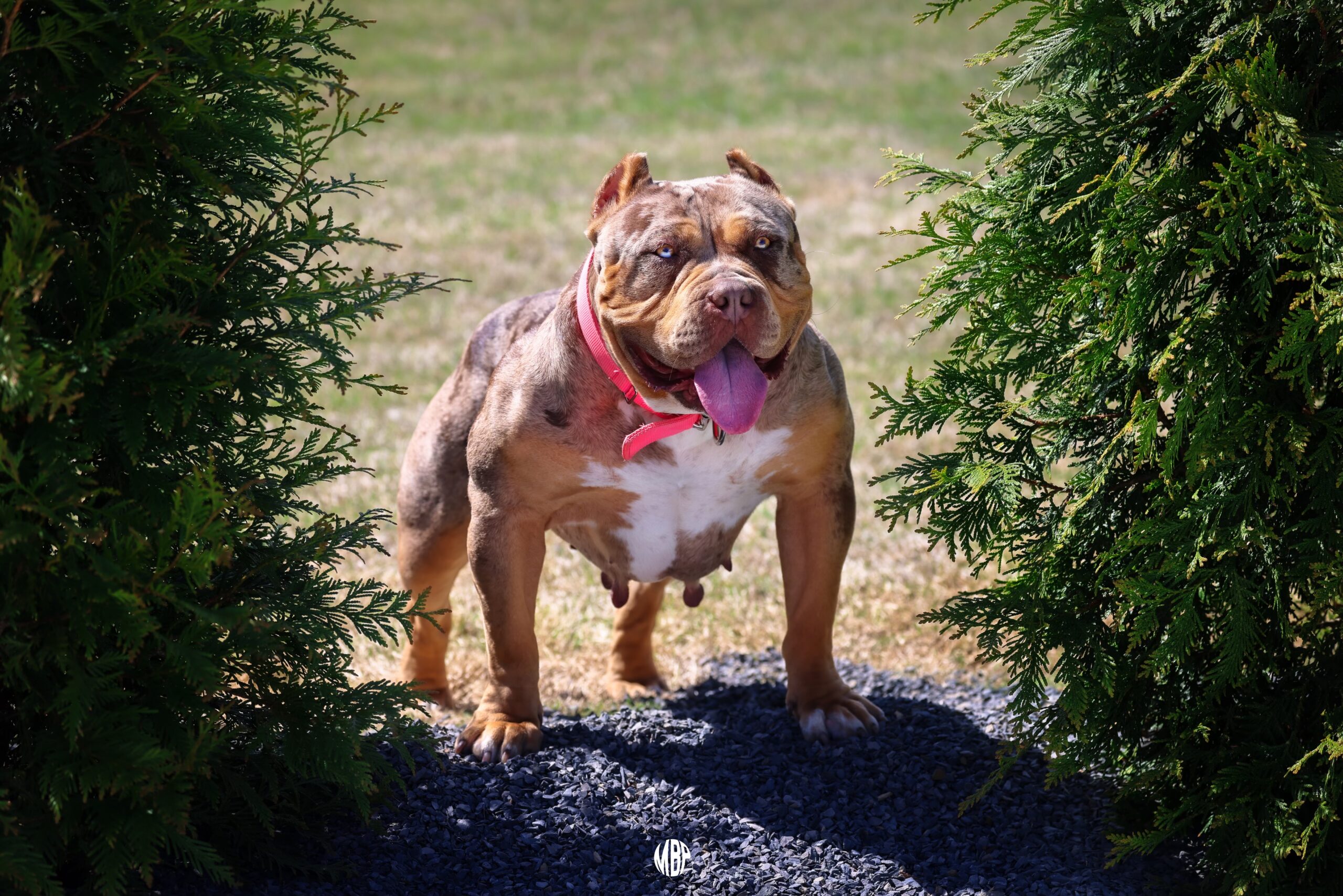 Dog Featured Image
