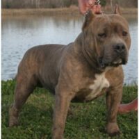 Strictly Pit’s Gizzmo.
