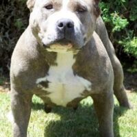 Strictly Pit’s Carmel.