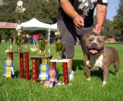 Dog Featured Image