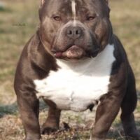 CARTOON KENNELS LE GRANDE SCHTROUMPF.