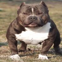 CARTOON KENNELS LE GRANDE SCHTROUMPF..