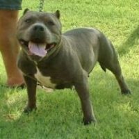 Crown King’s Baby Blu Kamala.
