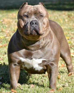Dog Featured Image