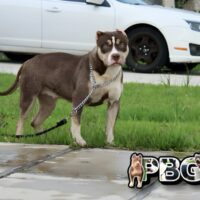 PBG’s GiGI