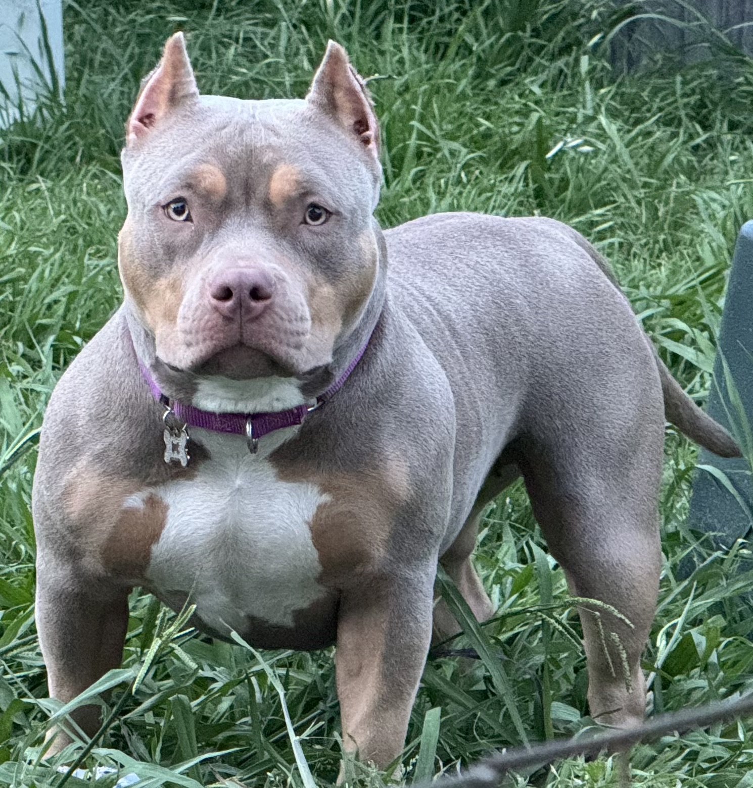 Dog Featured Image