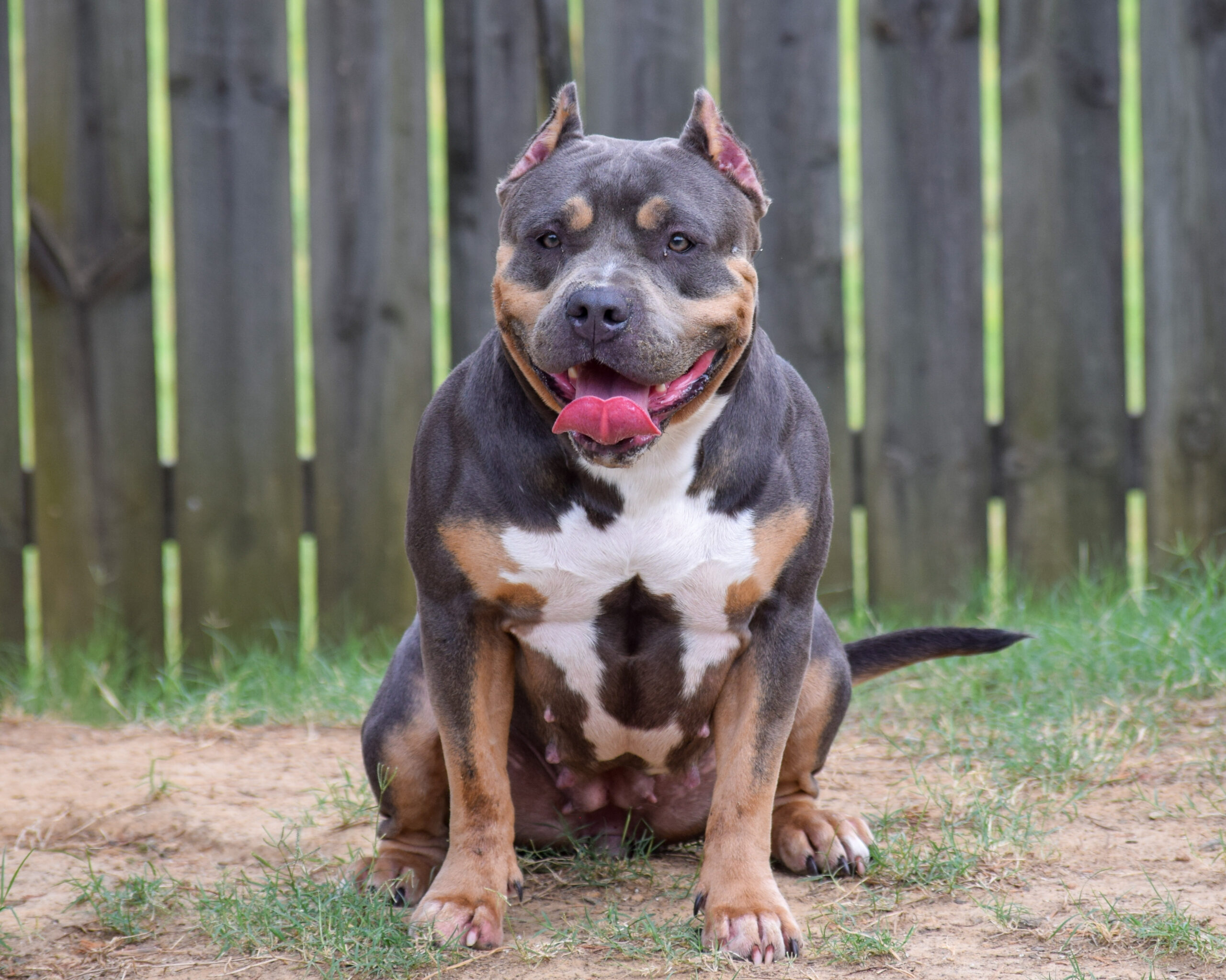Dog Featured Image