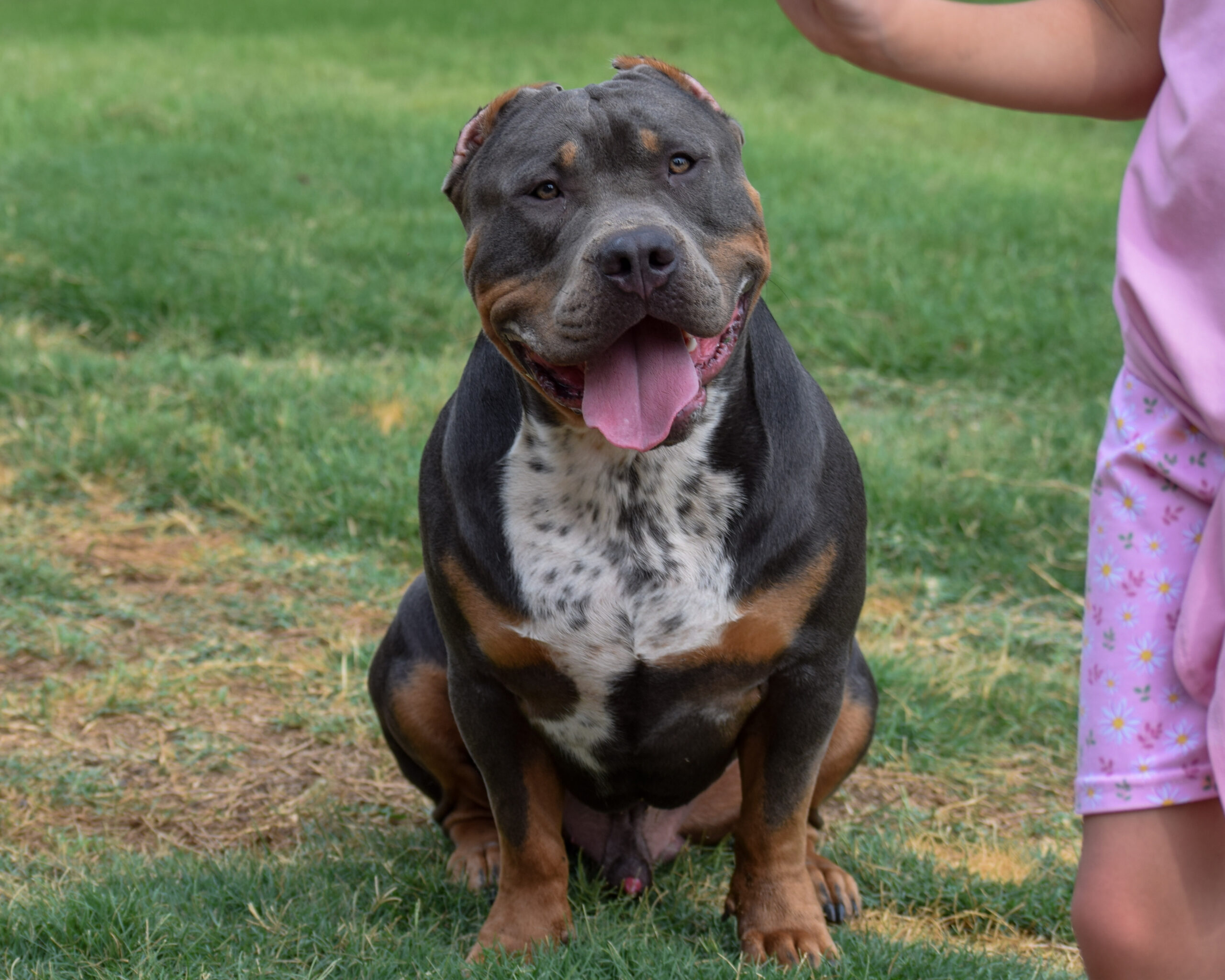 Dog Featured Image
