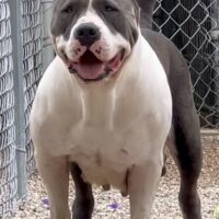 TitanBullys Buju