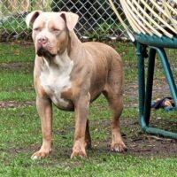 New Image Bullies Nala of Ramsay Family Bullies