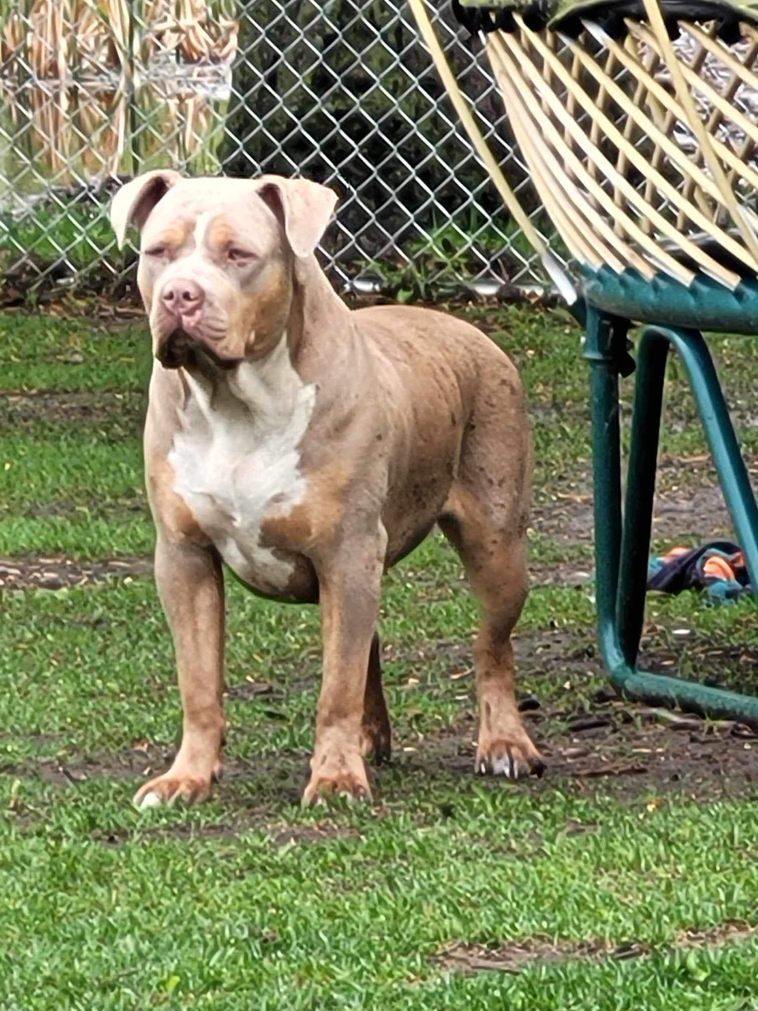 Dog Featured Image