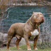 TopDogBullies PrettyBoyDice