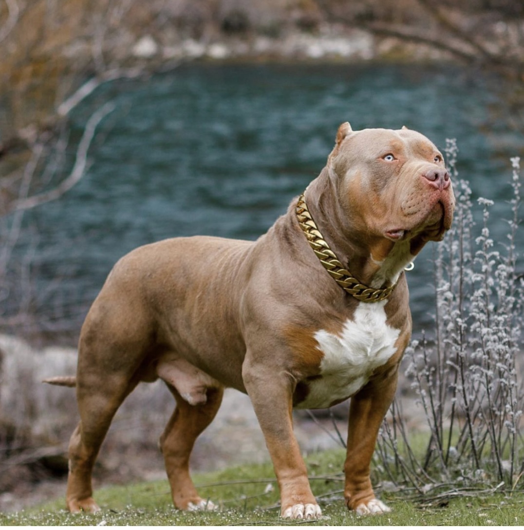 Dog Featured Image