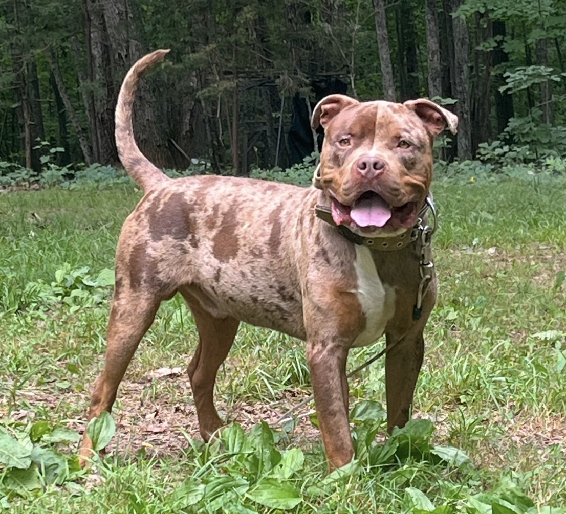 Dog Featured Image