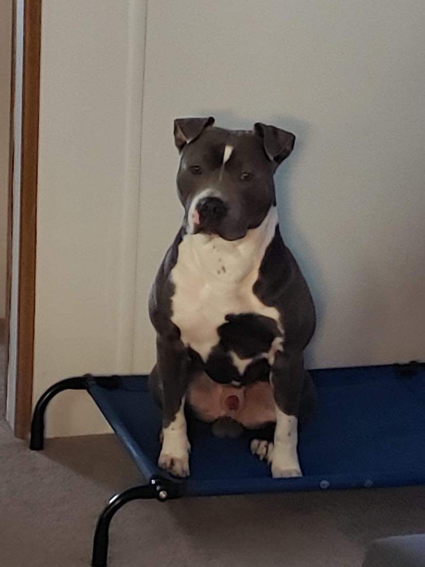 Dog Featured Image