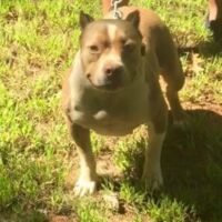 RX BULLLIES SABLE