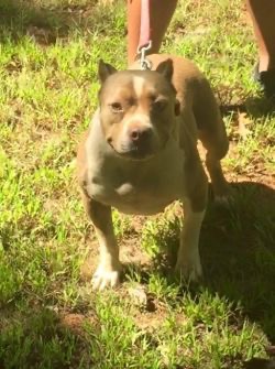 Dog Featured Image