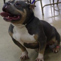 NFAMOUS BULLY NATION’S BRICK