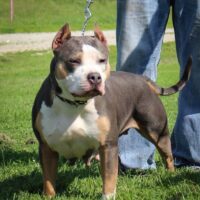 IVYBLUBULLIES KBKS ZEPPELIN