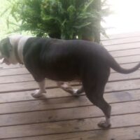B&H Bullies Sassy