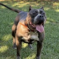 HBH Elsa of B&H Bullies