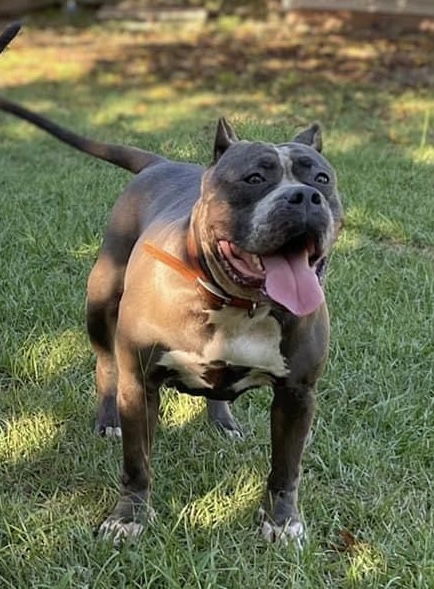 Dog Featured Image