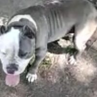 Dutchess of B&H Bullies
