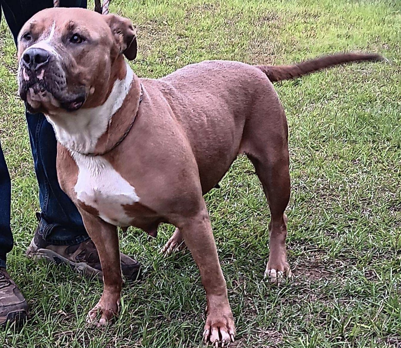 Dog Featured Image