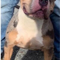 Probulls Poppy