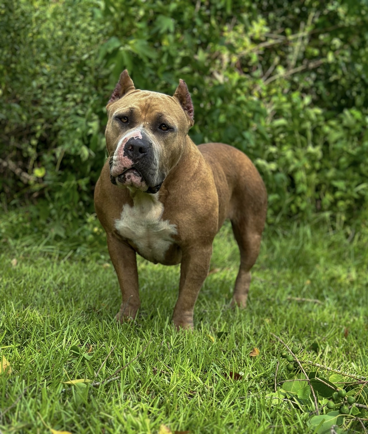 Dog Featured Image