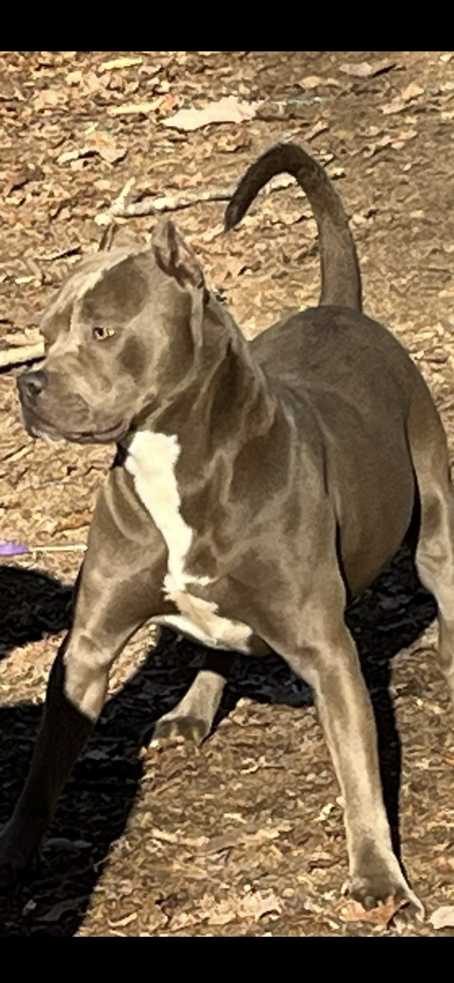 Dog Featured Image
