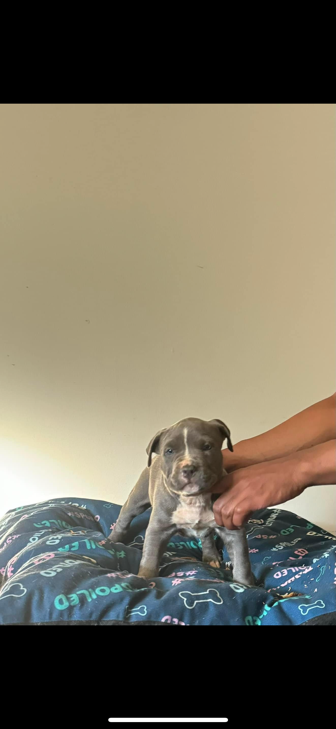 Dog Featured Image
