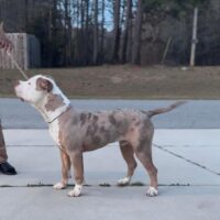 Delos Kennel Romeo