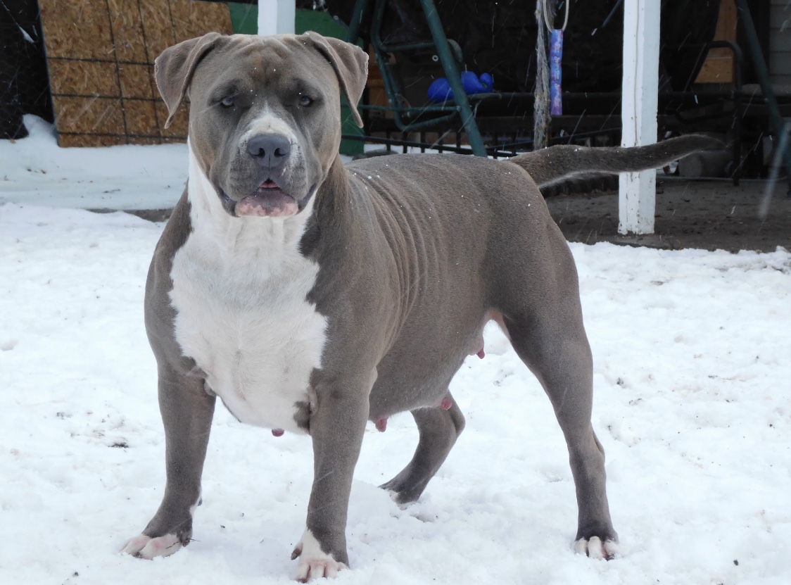 Dog Featured Image