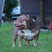 Blue Collar Bullys Yogi