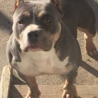CYB SMILEY’S ZOEY