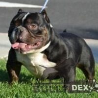 92FIVE BULLY CAMP’S JUDGE