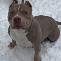 Unique Bulliez Lady