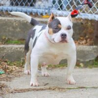 Unique Bulliez Alley