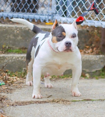 Dog Featured Image