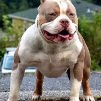 Kkb Toretto UniqueBullies914