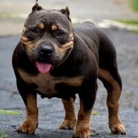 Bronxbully Lulu