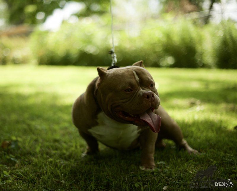 Dog Featured Image