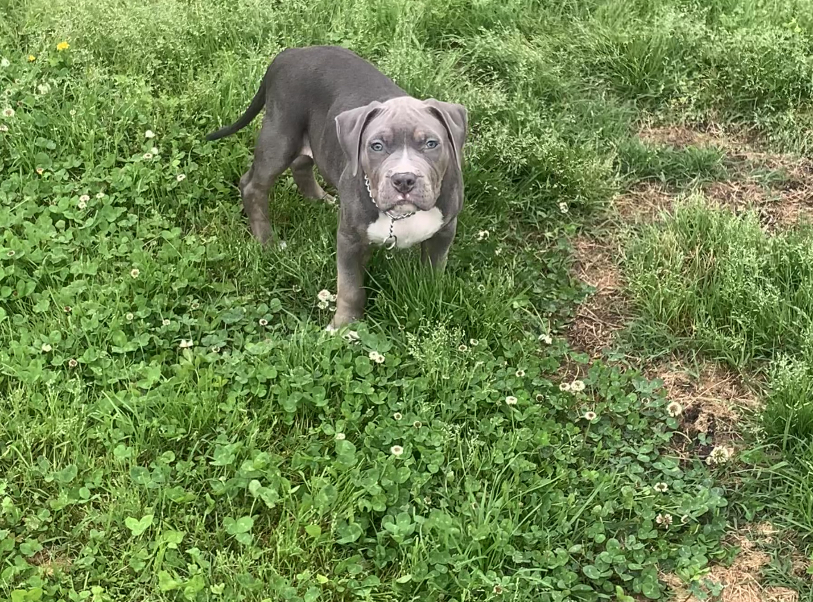 Dog Featured Image
